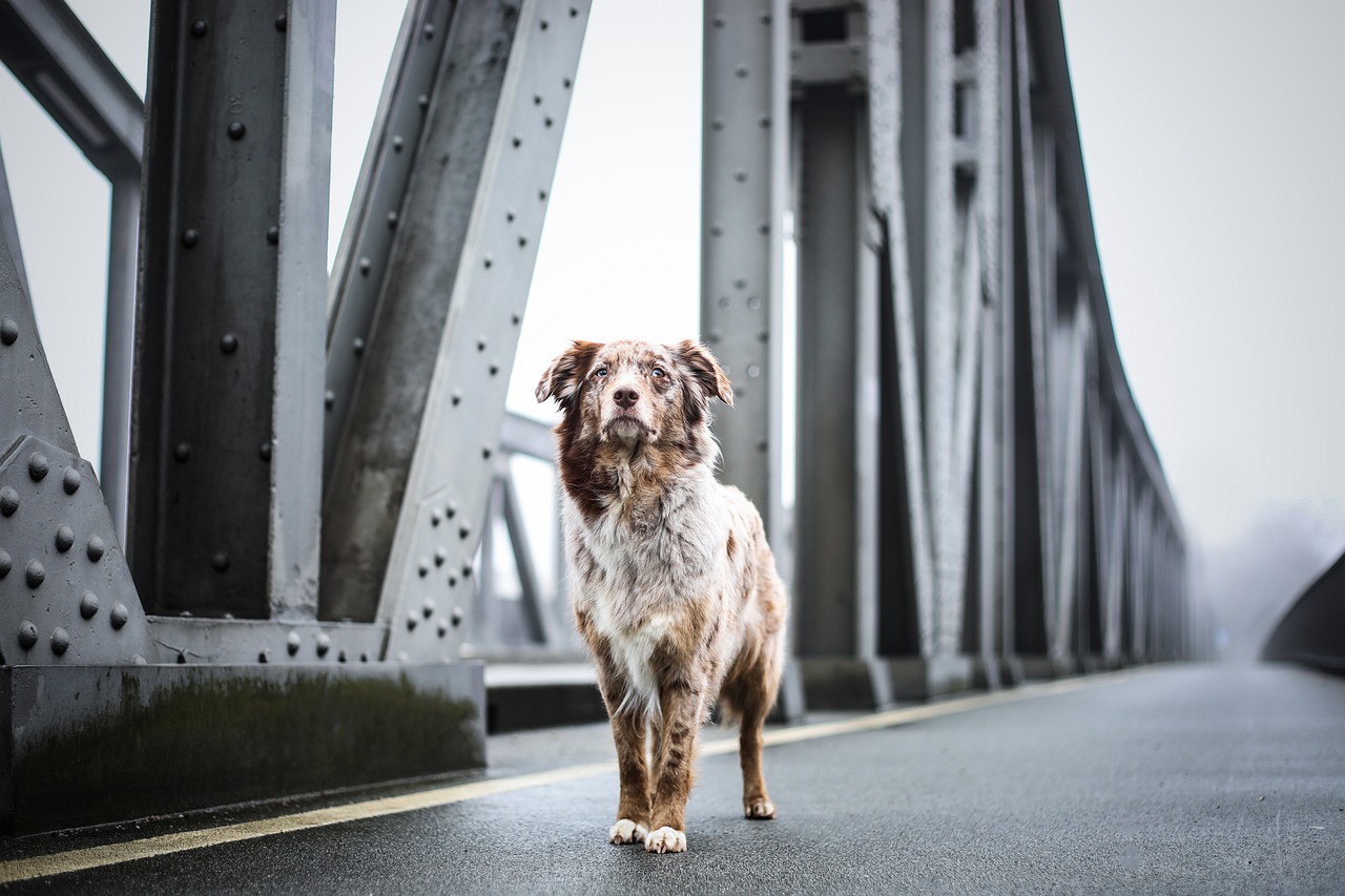 The Unique Features of the Briard